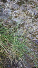 Carex extensa