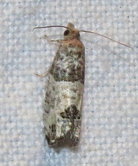 Spilonota ocellana