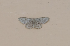 Idaea typicata