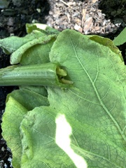 Eichlinia cucurbitae