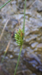 Carex extensa