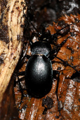 Carabus convexus