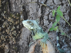 Iguana iguana