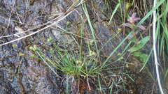 Carex extensa
