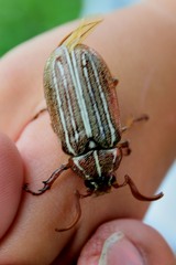 Polyphylla decemlineata