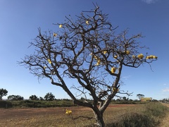 Handroanthus ochraceus
