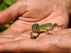 Lacerta schreiberi