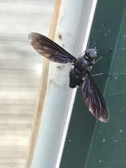Anthrax aterrimus