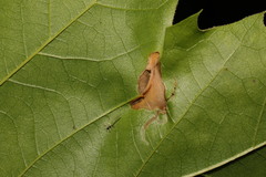 Phyllonorycter platani