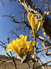 Handroanthus ochraceus