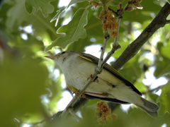 Phylloscopus bonelli