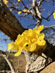 Handroanthus ochraceus
