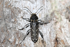 Xylotrechus