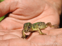 Lacerta schreiberi