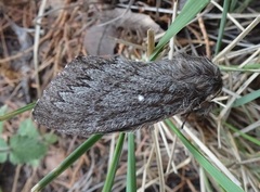 Gloveria arizonensis