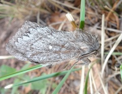 Gloveria arizonensis