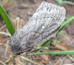 Gloveria arizonensis