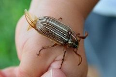 Polyphylla decemlineata