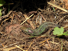 Lacerta schreiberi