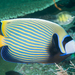 Emperor Angelfish - Photo (c) Rickard Zerpe, some rights reserved (CC BY)