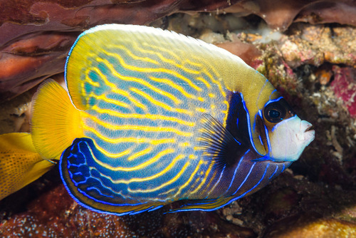 Emperor Angelfish