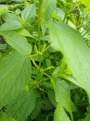 Boehmeria cylindrica