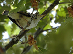 Phylloscopus bonelli