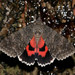 Red Underwing - Photo (c) Martin Grimm, some rights reserved (CC BY-NC), uploaded by Martin Grimm