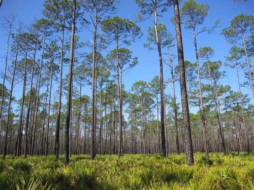 longleaf pine
