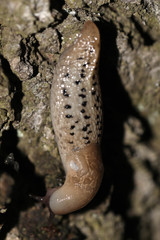 Limax cinereoniger