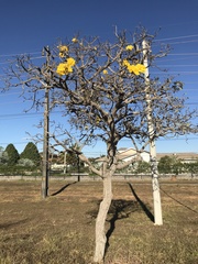 Handroanthus ochraceus