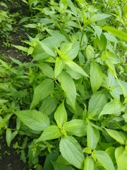 Boehmeria cylindrica