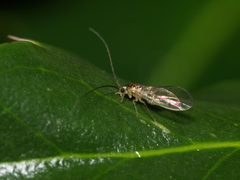 Stenopsocus stigmaticus