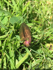 Buprestis adjecta