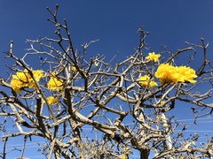 Handroanthus ochraceus
