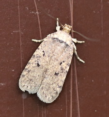 Agonopterix curvipunctosa