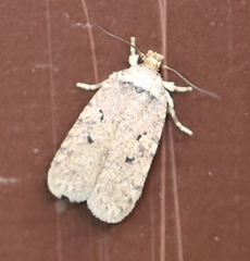 Agonopterix curvipunctosa