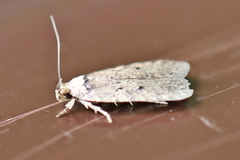Agonopterix curvipunctosa