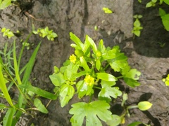 Ranunculus sceleratus