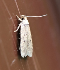 Agonopterix curvipunctosa