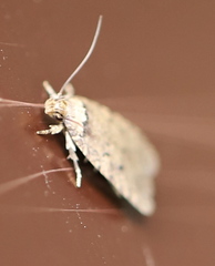 Agonopterix curvipunctosa