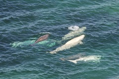 Beluga photo 4