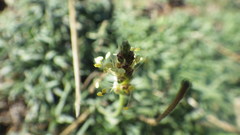Plantago holosteum