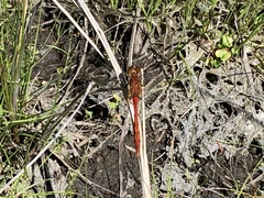Sympetrum pallipes