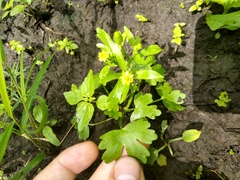 Ranunculus sceleratus