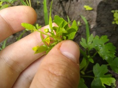 Ranunculus sceleratus