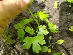 Ranunculus sceleratus
