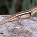 Northern Rose-bellied Lizard - Photo (c) Matthew High, some rights reserved (CC BY-NC)