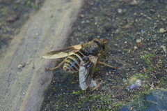 Goniops chrysocoma