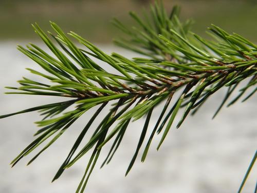 sand pine